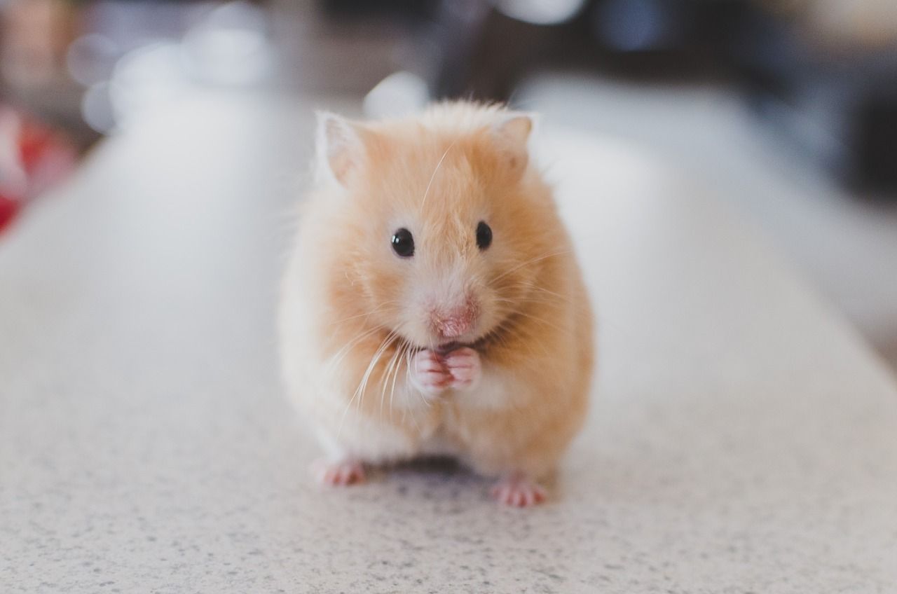 Posavasos cuadrado único-Lindo Hamster Ratón Rata #2120