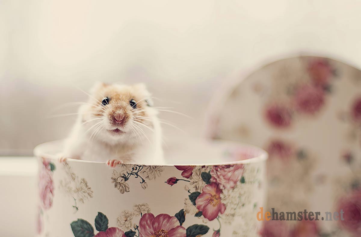 hamster-blanco
