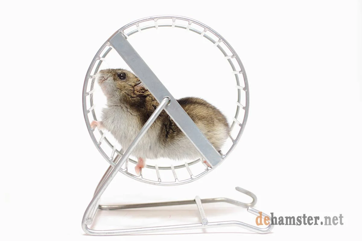 Hamster-en-rueda-wheel