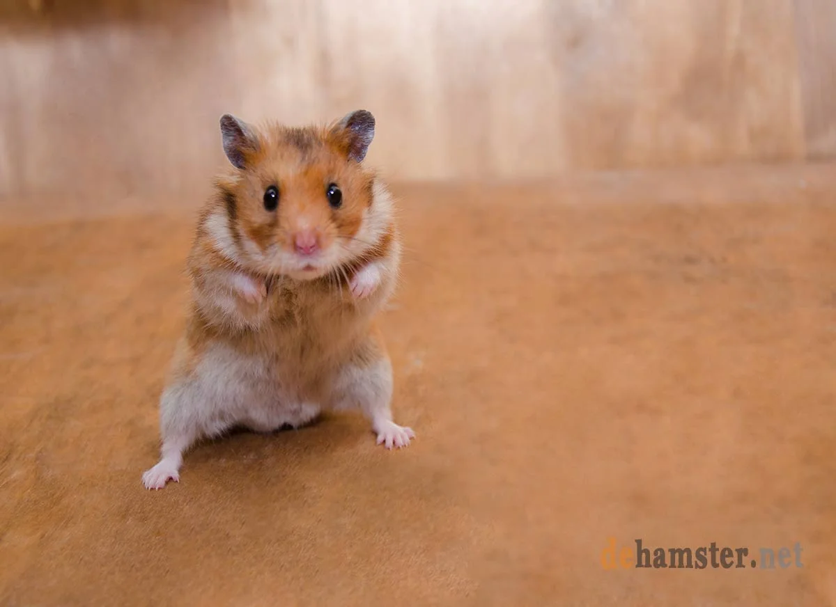 hamster tiembla