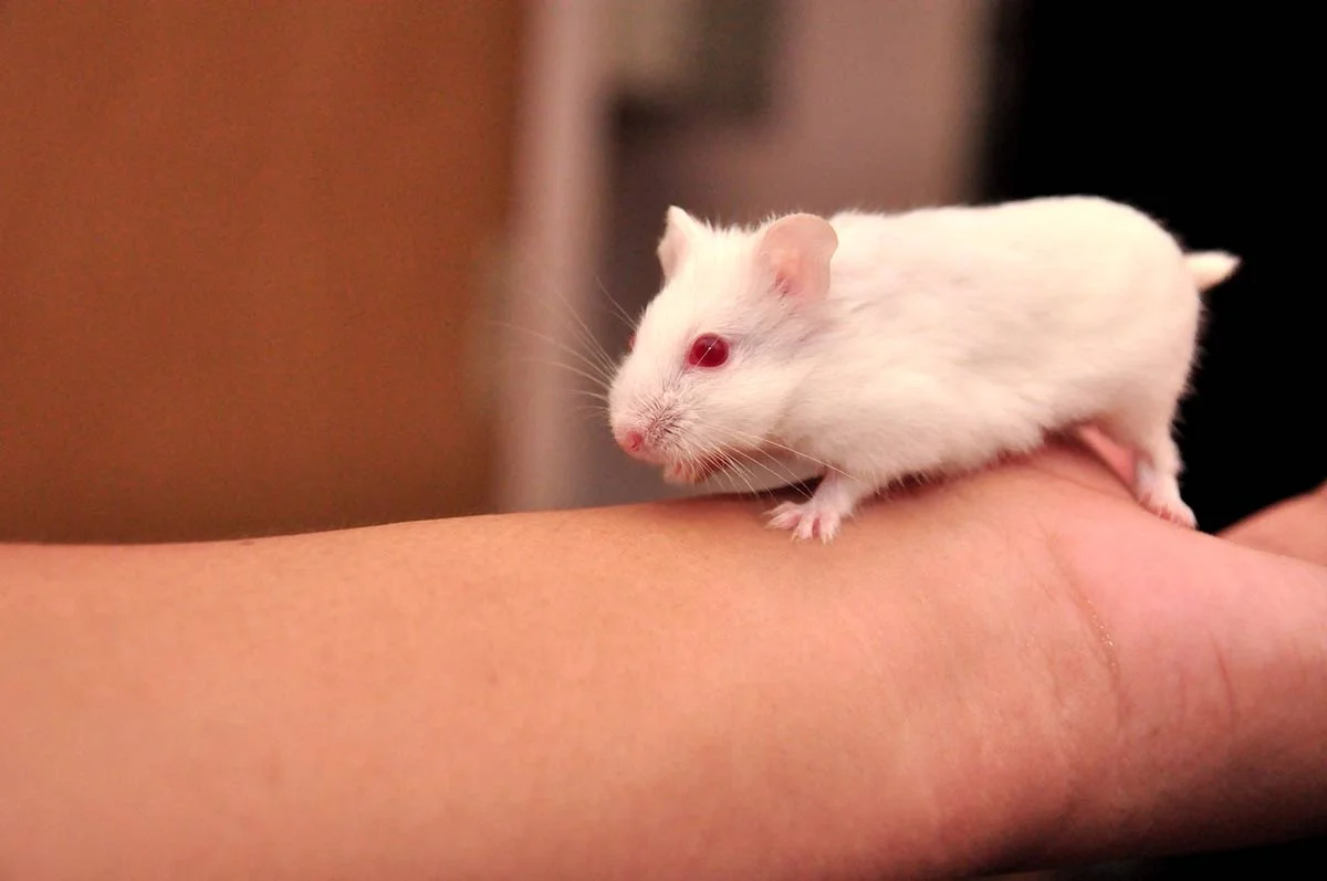 Albino hamster