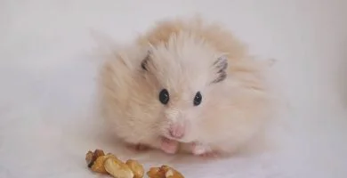 El hamster de angora