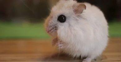 hamster campbell