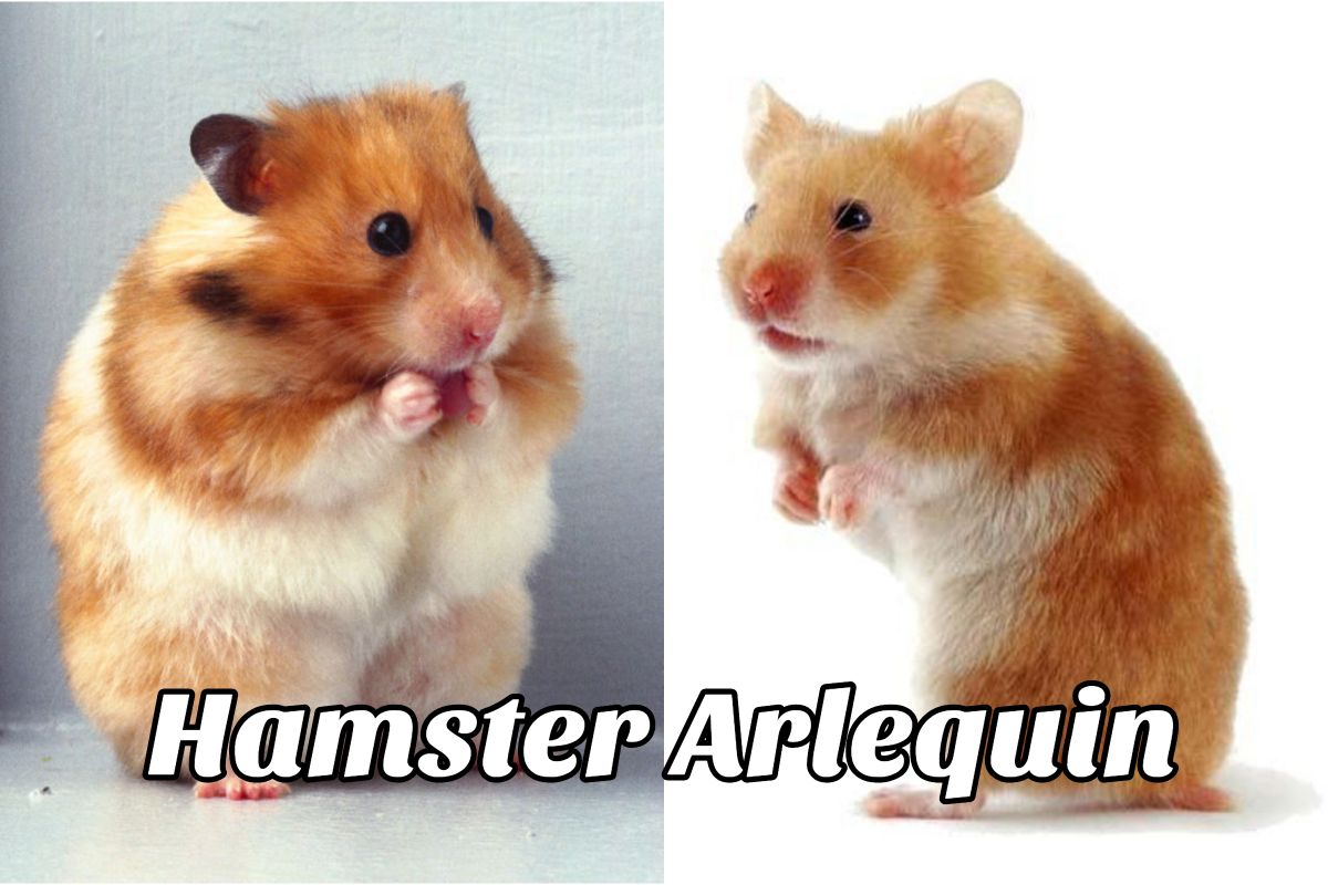hamster arlequin
