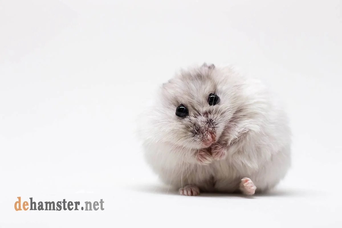 hamster-blanco-timido