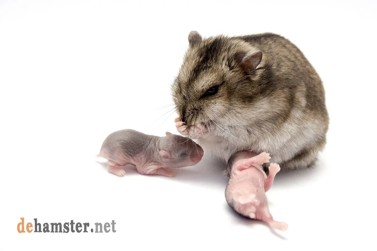 hamster-con-crias