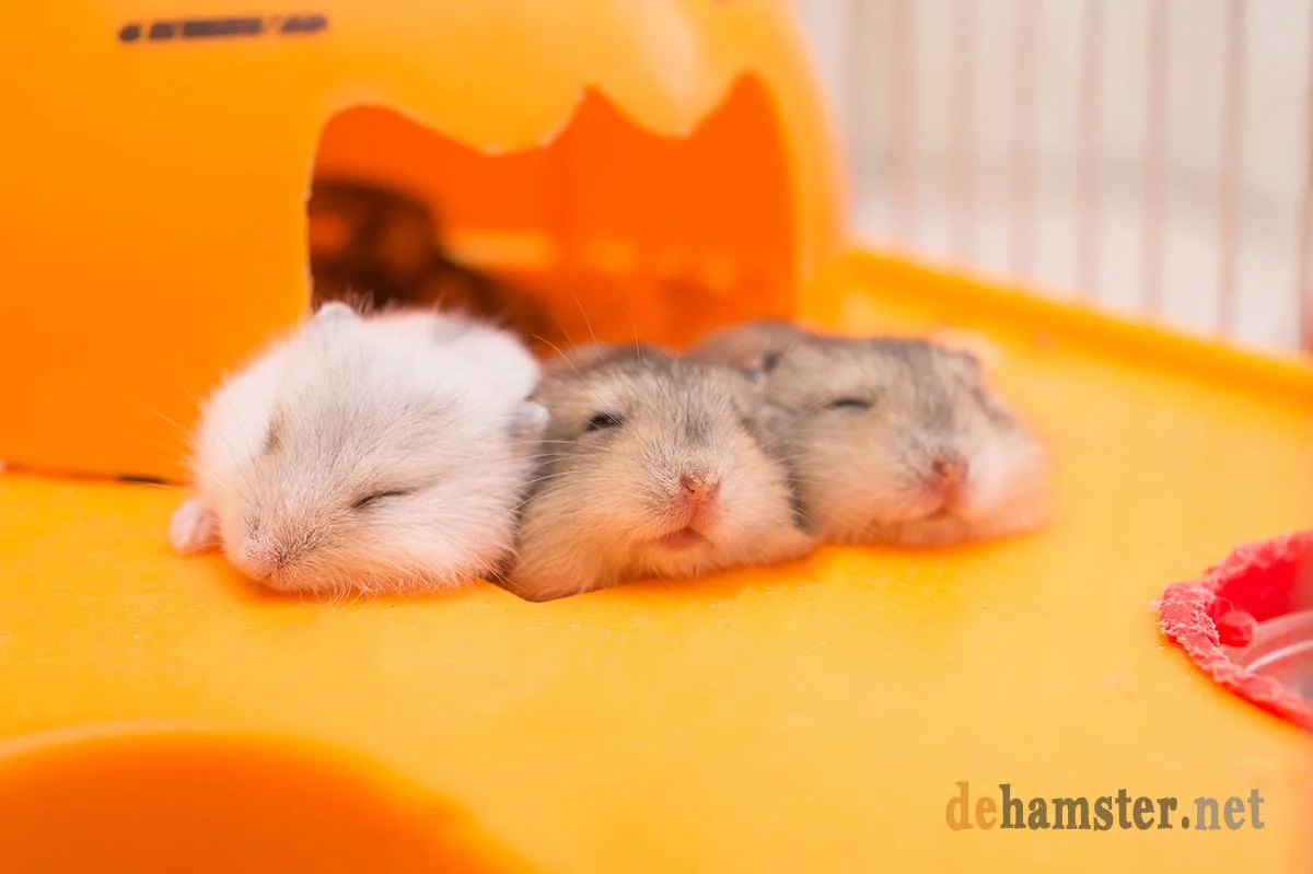 hamster-en-casa