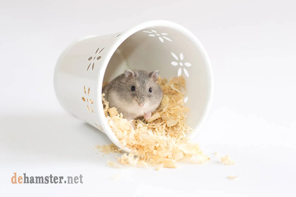 hamster que llora
