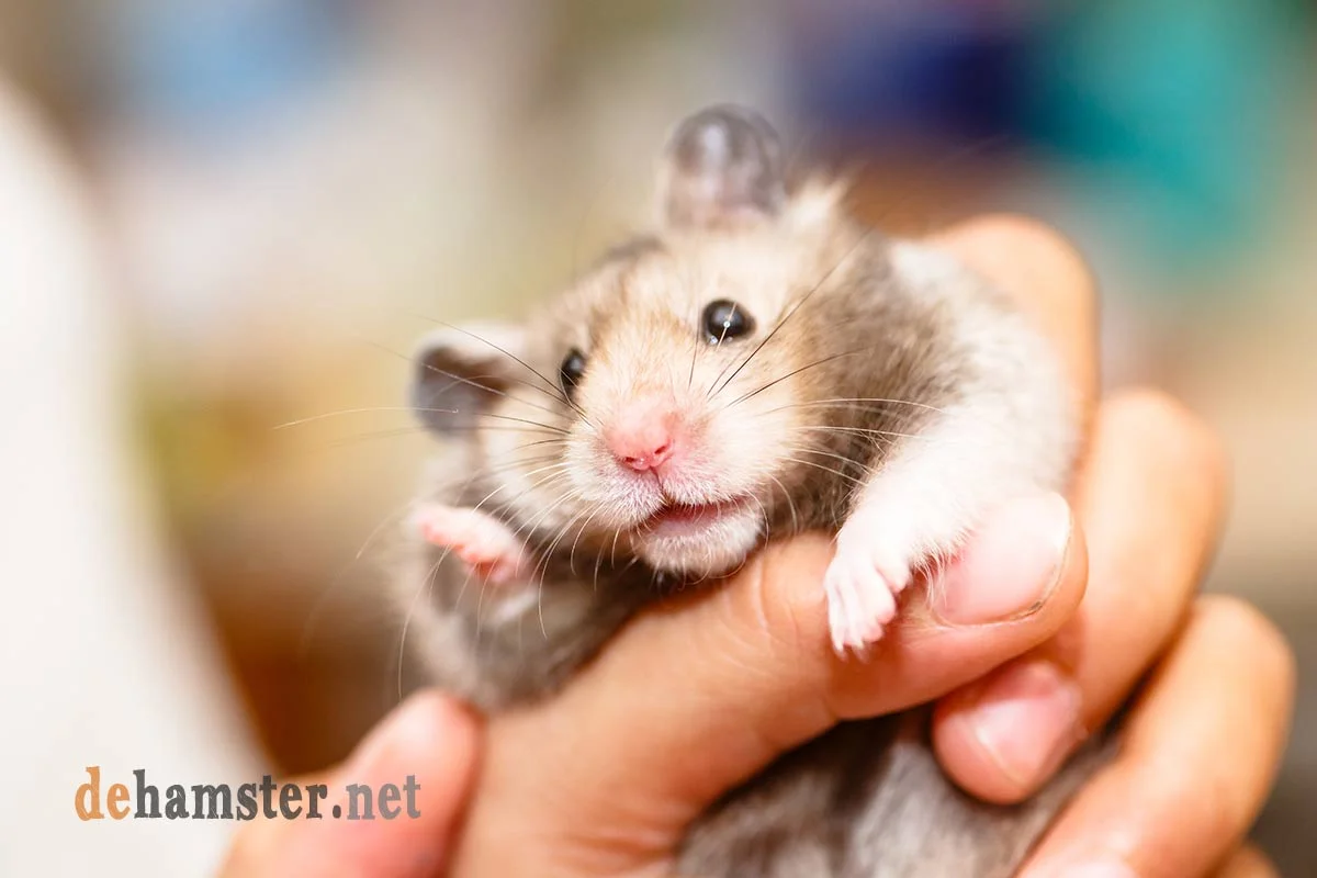 hamster-frio
