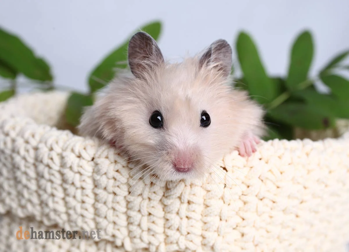 hamster-mirando