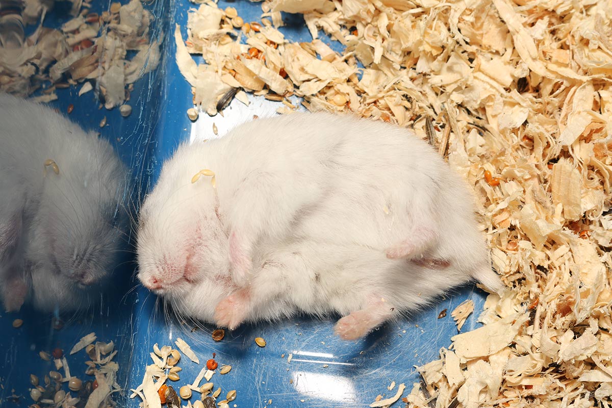 hamster ruso durmiendo