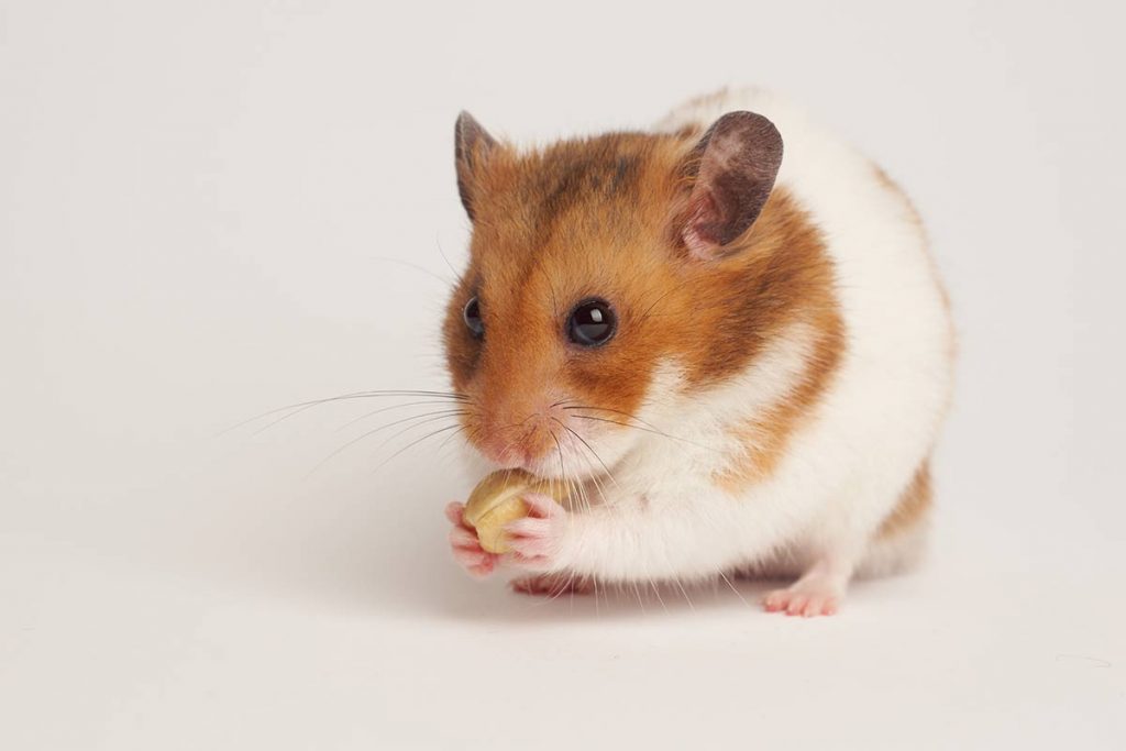 hamster-sirio-comiendo
