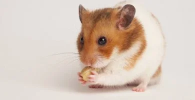 hamster-sirio-comiendo