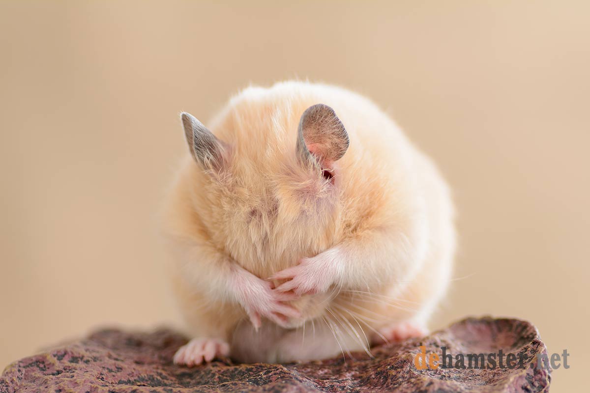 hamster-con-crias