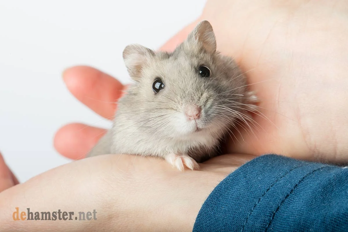 hamster