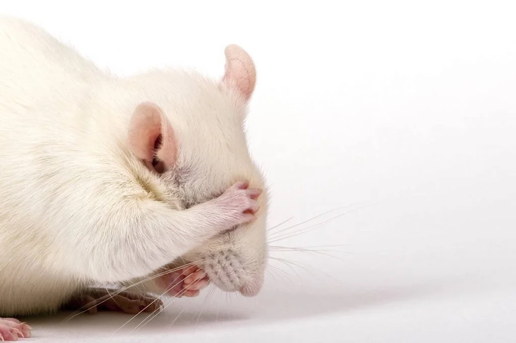 El hamster albino