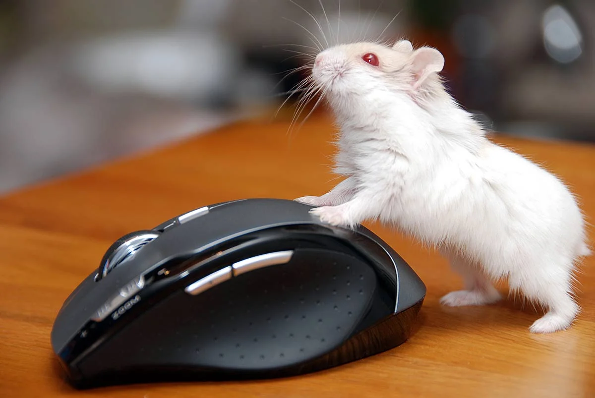 como es el hamster albino
