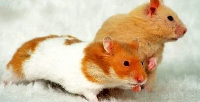raza arlequin hamster