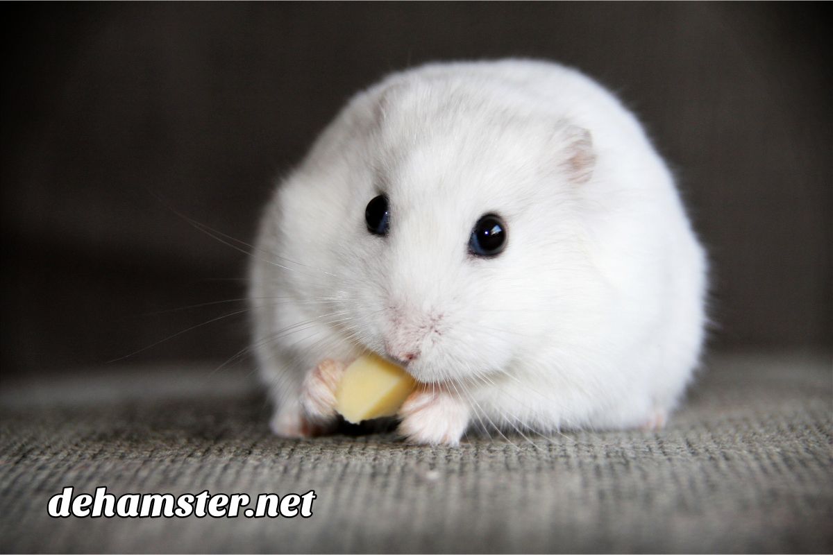 hamster ruso comiendo