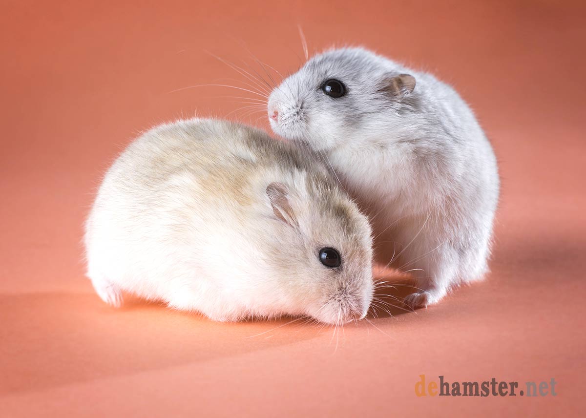 pareja-hamsters