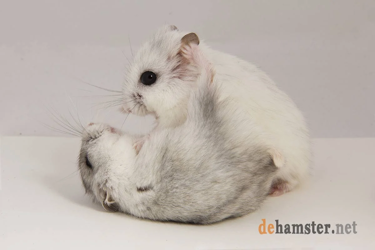 pelea-hamsters