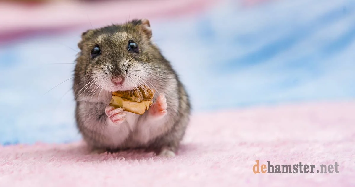 russian-hamster